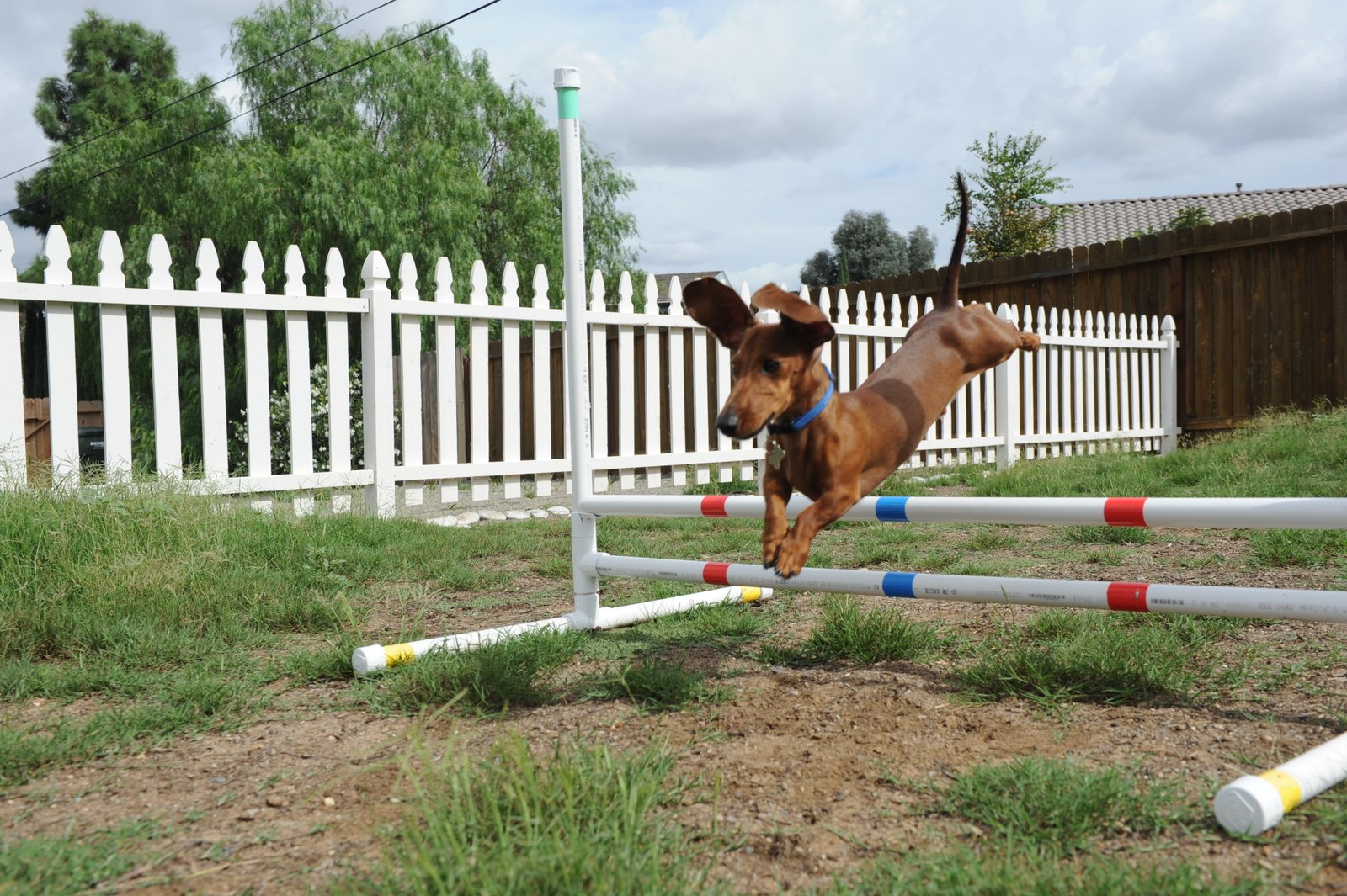 K9 Stay Inn Play's Photo