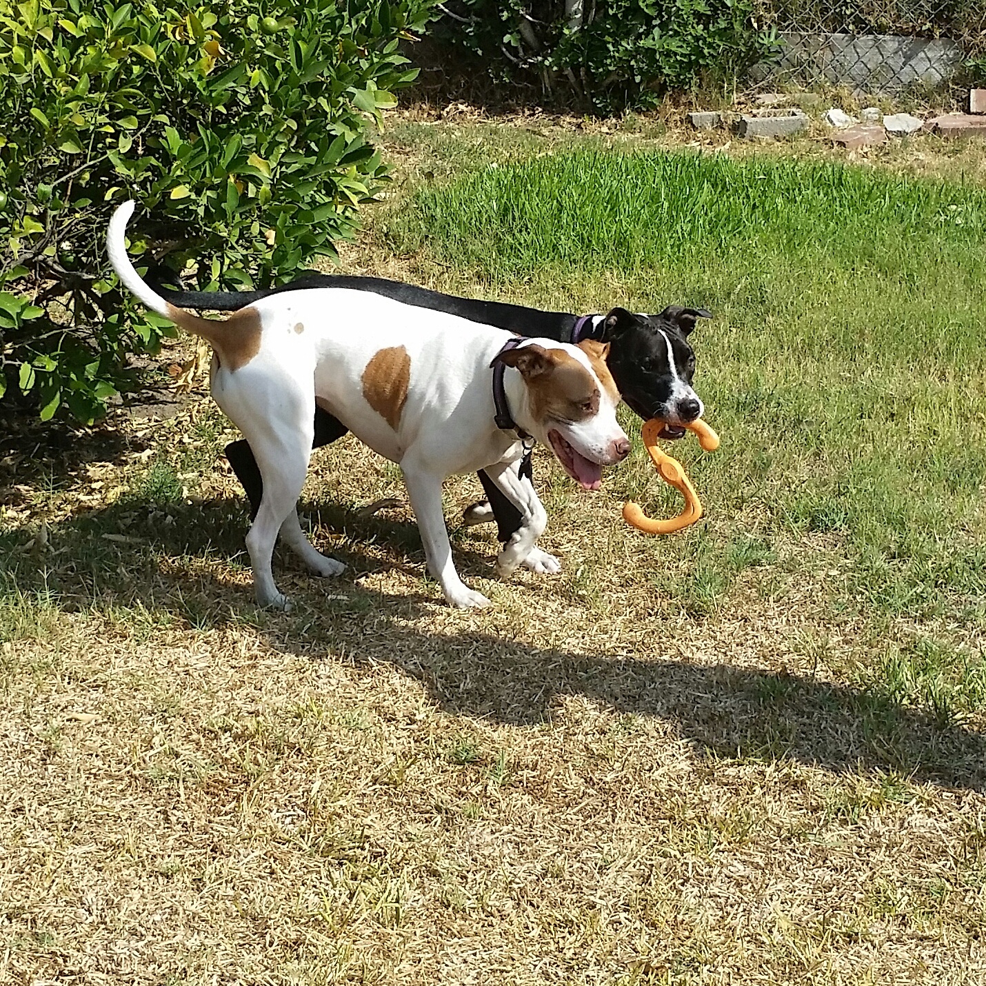 Hugs N Kisses Pet Sitting's Photo