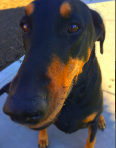 Bark and Paws Pet Services