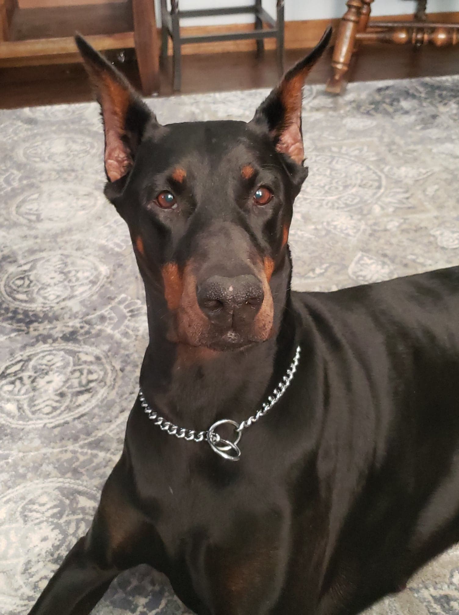 American Canine Training's Photo