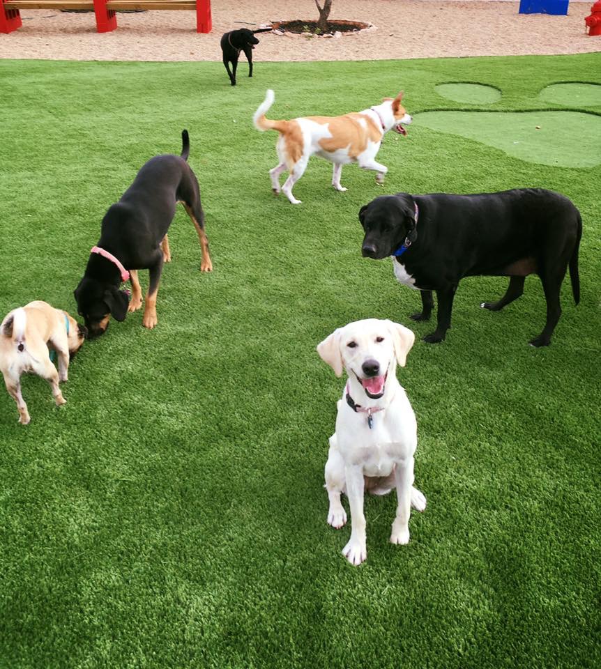 Paws and Play Pet Resort's Photo