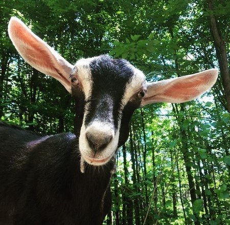 Arrowhead Forest Farm's Photo