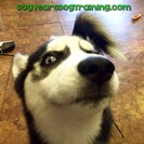 Dog Years Dog Training