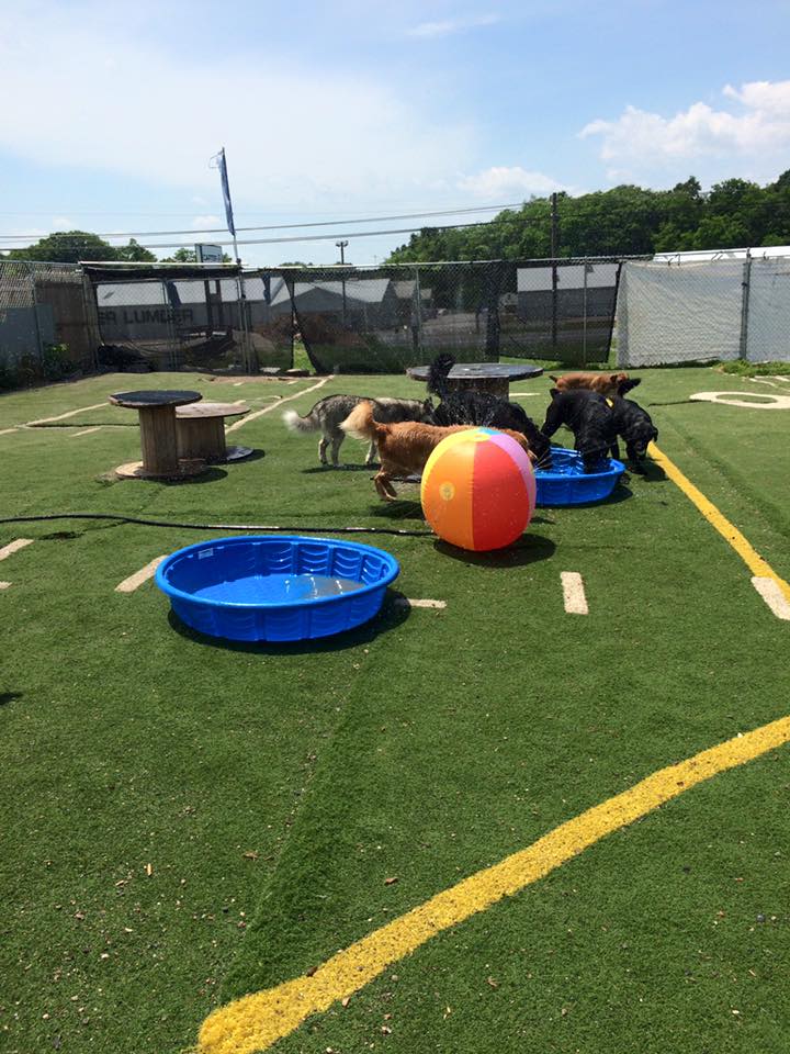 Bark Central Doggie Daycare and Boarding Facility's Photo