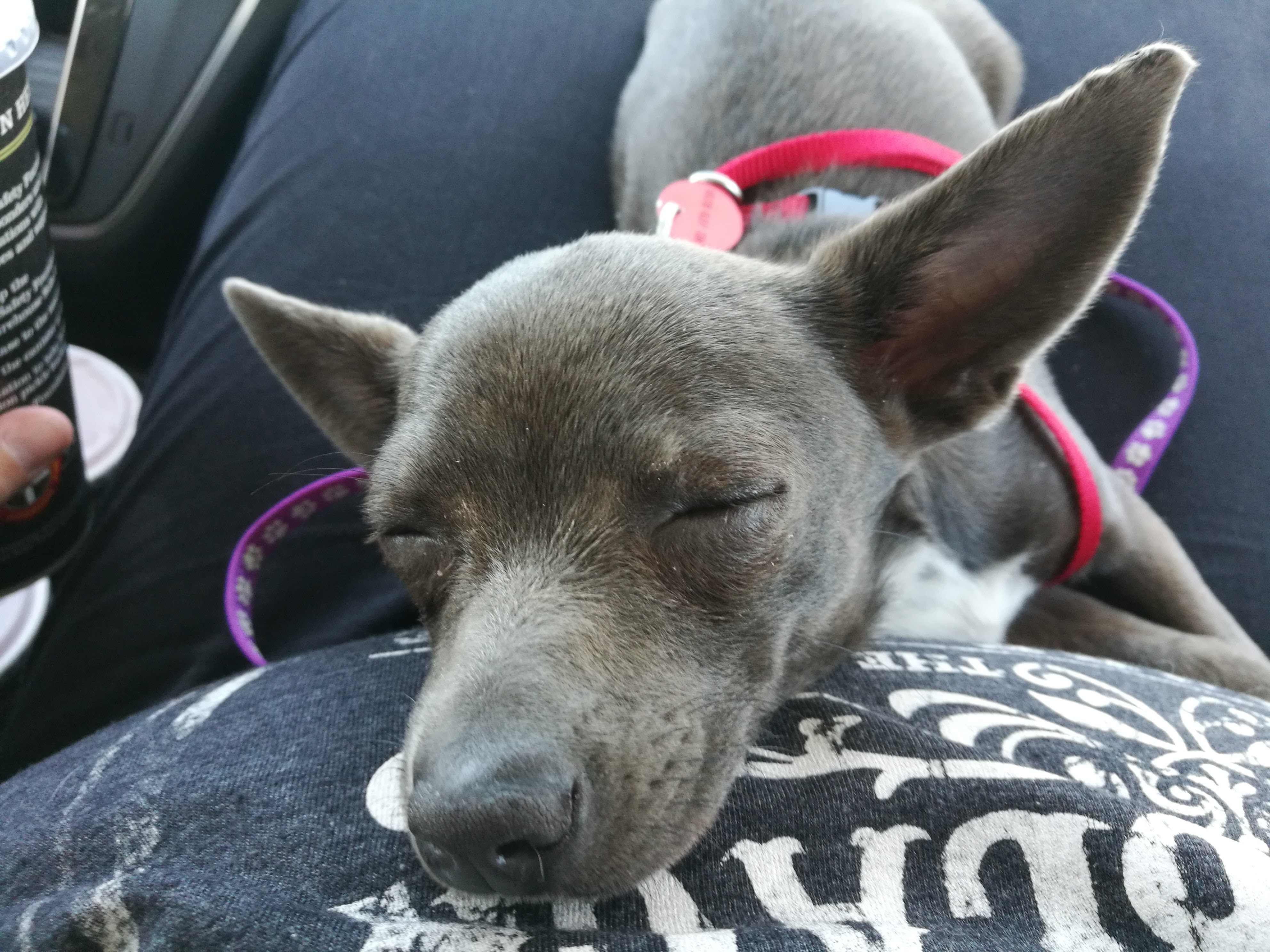 A Staycation Pet Care's Photo