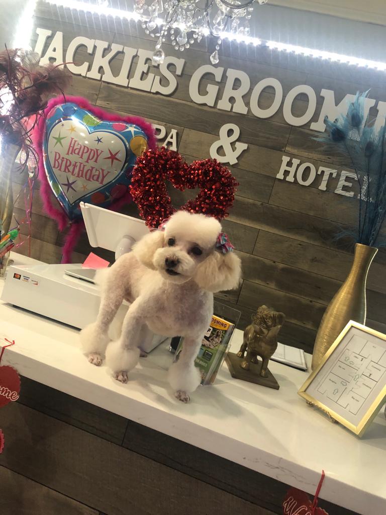 Jackie's Grooming Spa & Hotel's Photo