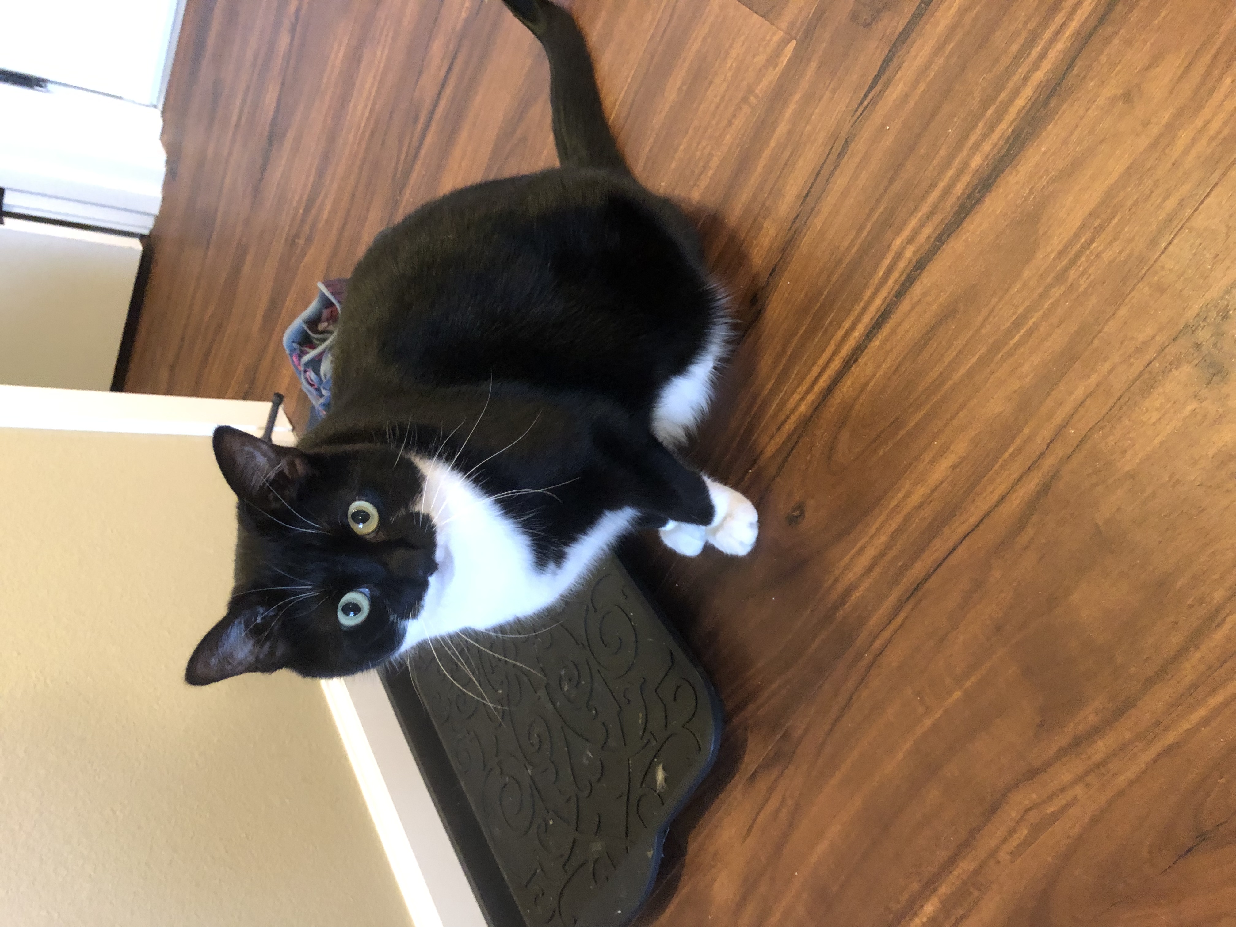 The Cats Meow's Photo