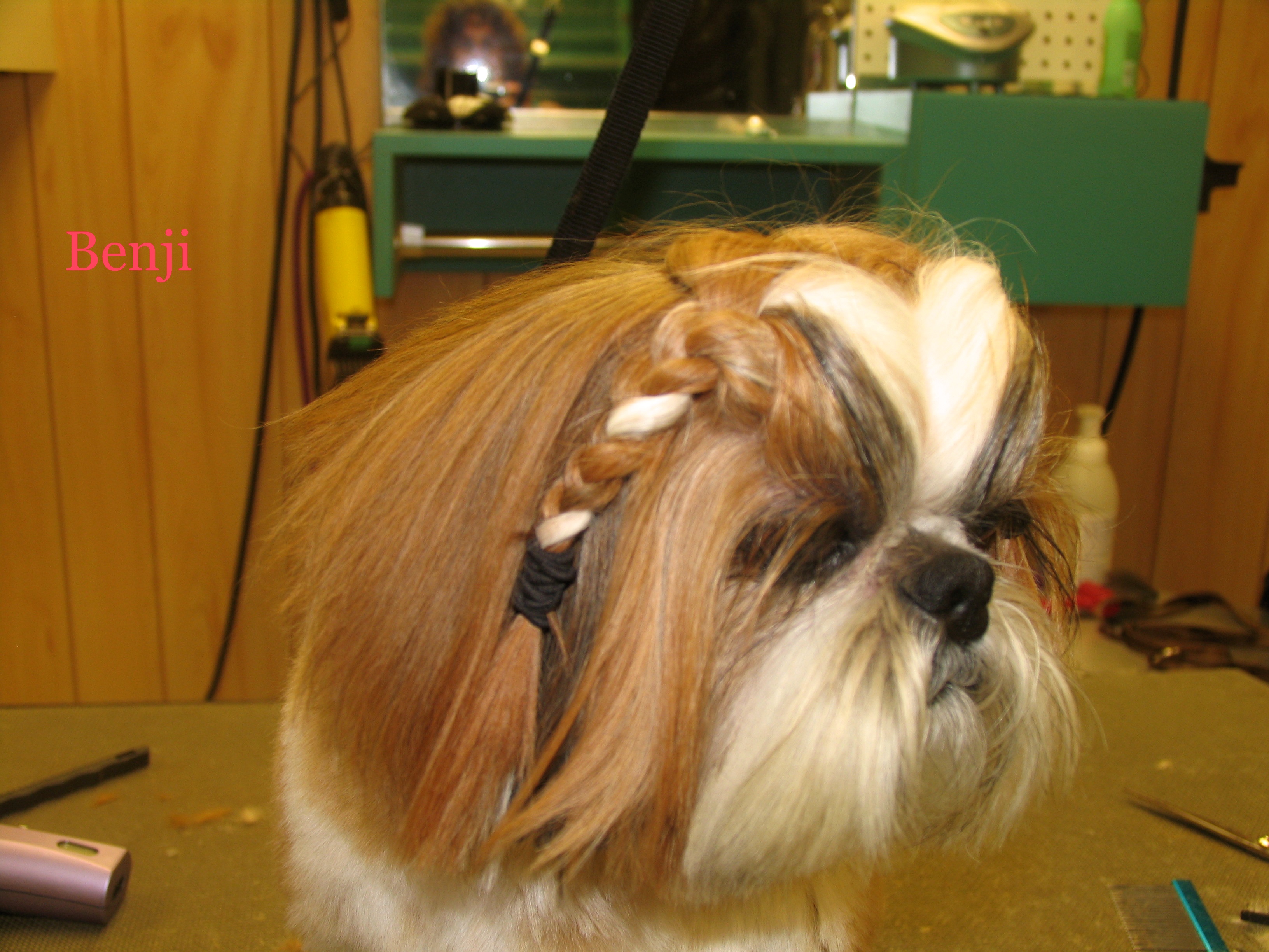 Sandy's Grooming Spa's Photo