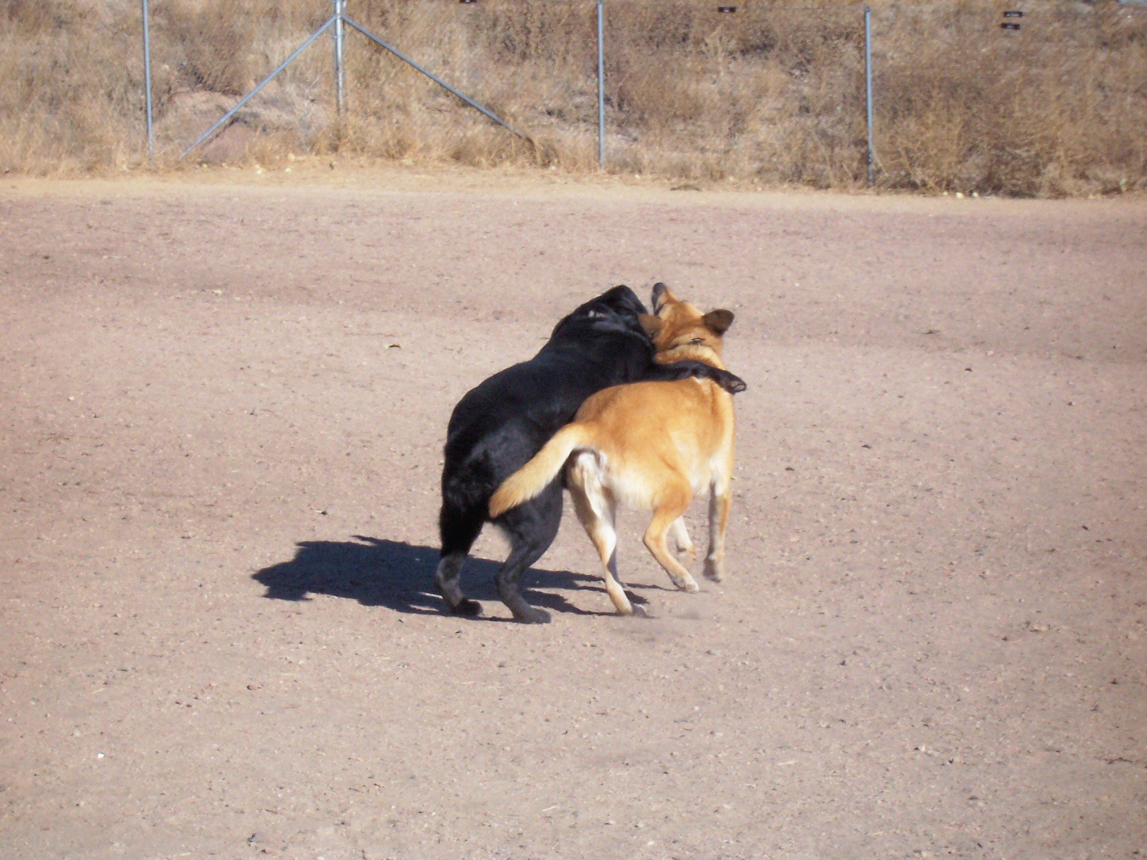 Doggedly Devoted's Photo