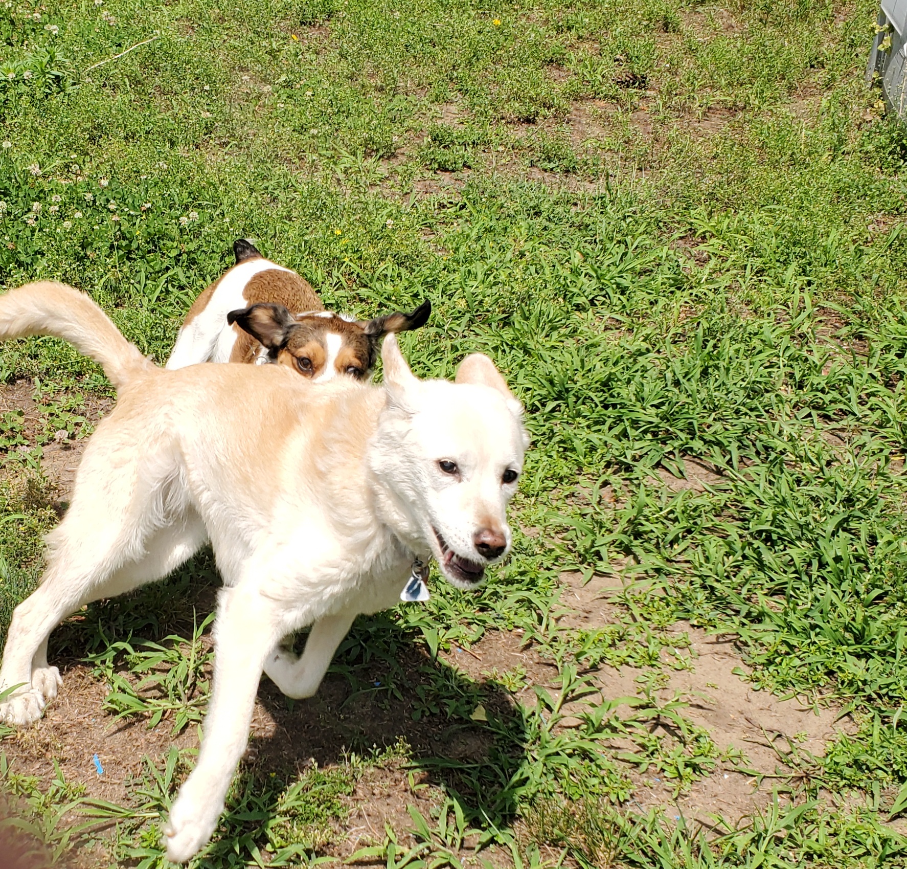 Woofy Dog Walking LLC's Photo