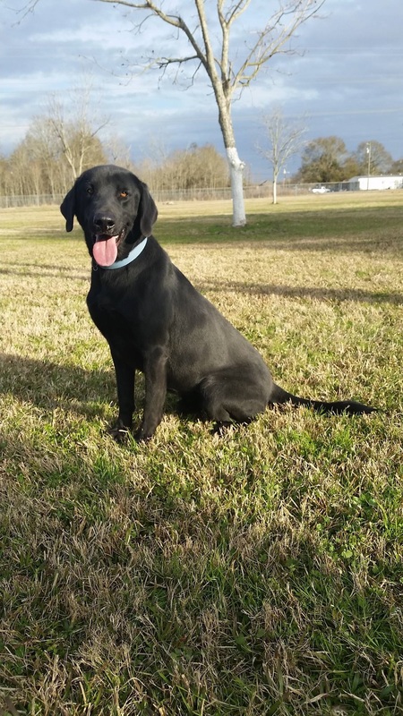 Bonin Boarding & Dog Training Center, LLC's Photo