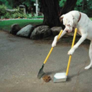 Poop Jockey Pet Waste Removal