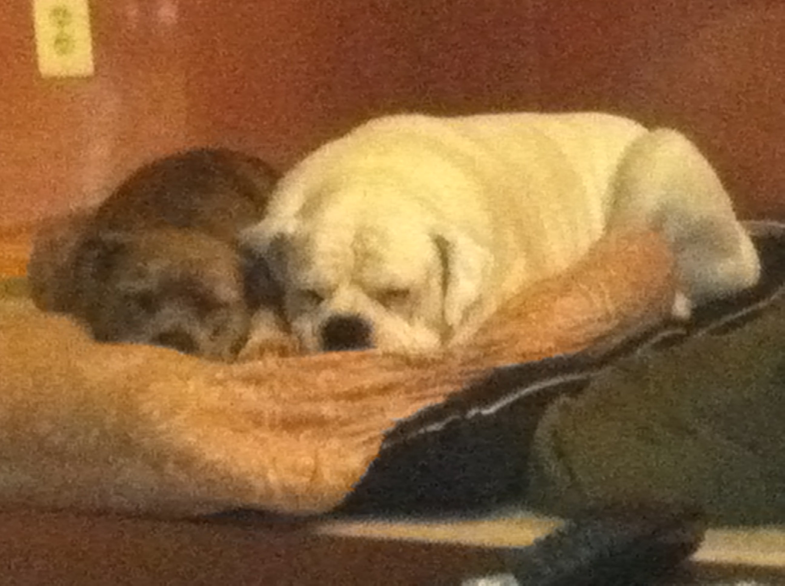 Stay At Home Pets's Photo