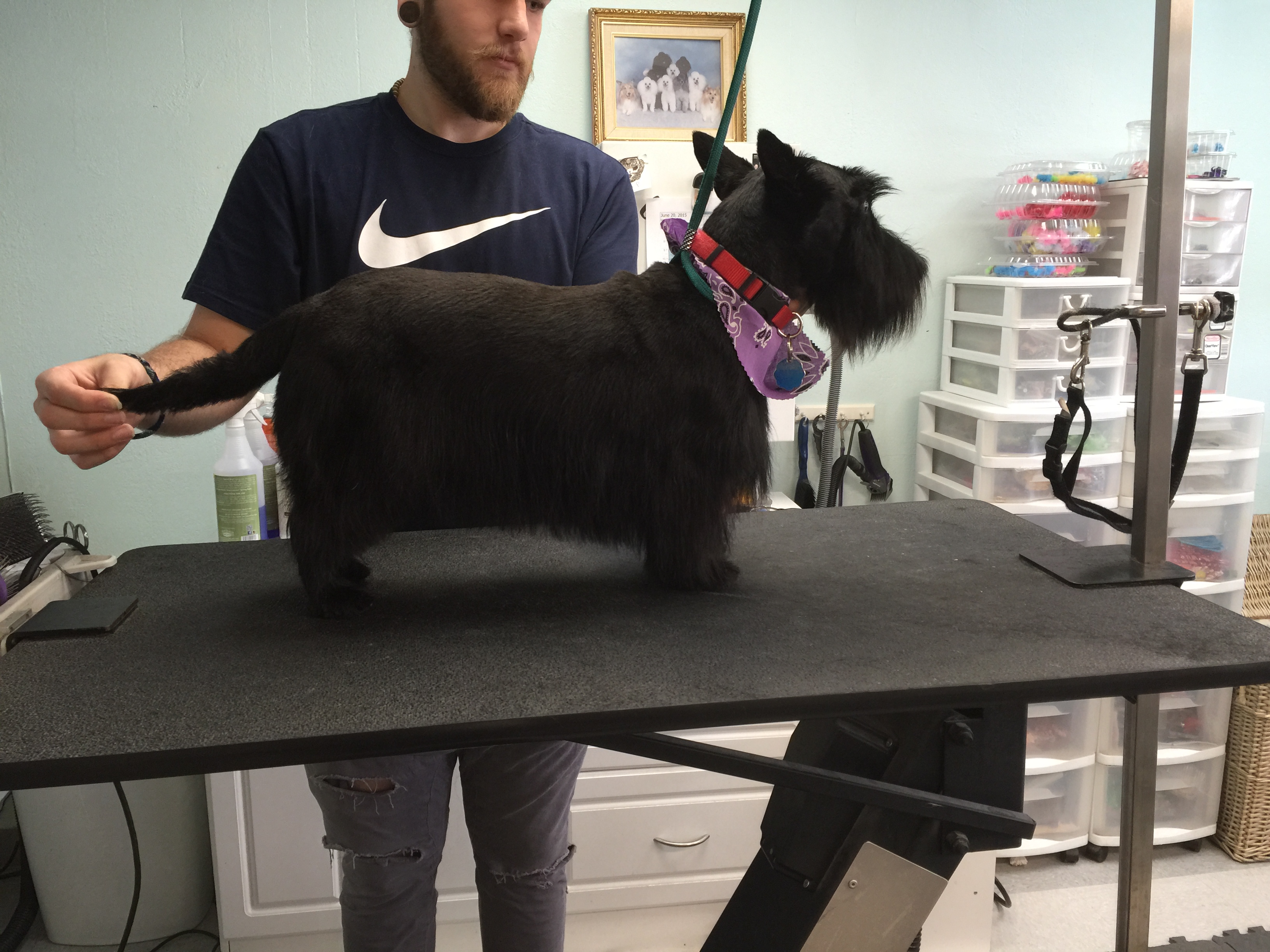 Pet Styles By Jennifer's Photo