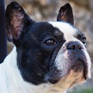 French Bulldog Pet Services
