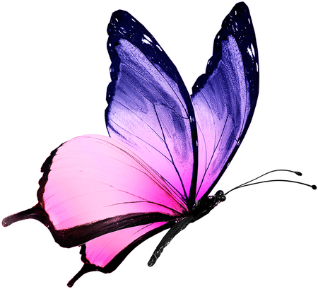 Heaven's Lil Angels, LLC