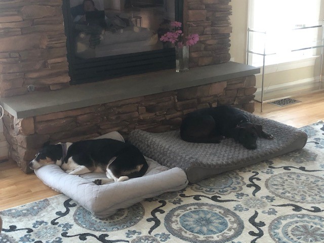 Sugar Maple Farm K9 Boarding and Day Care's Photo