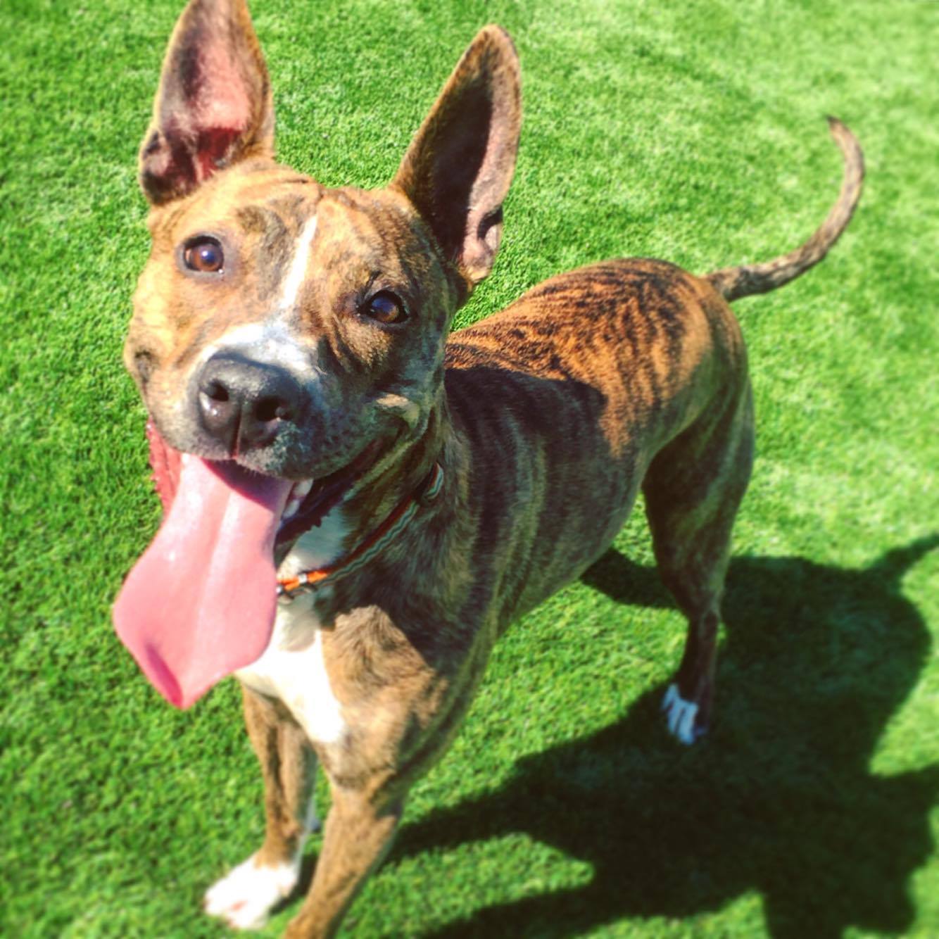 Tails 2 Trails's Photo