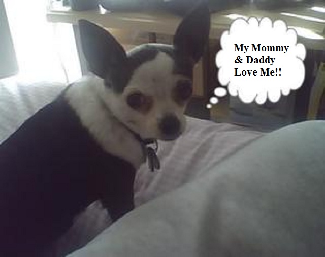 O'Donnell's Hot Dogs ~n~ Cool Cats All Inclusive Pet Service's Photo