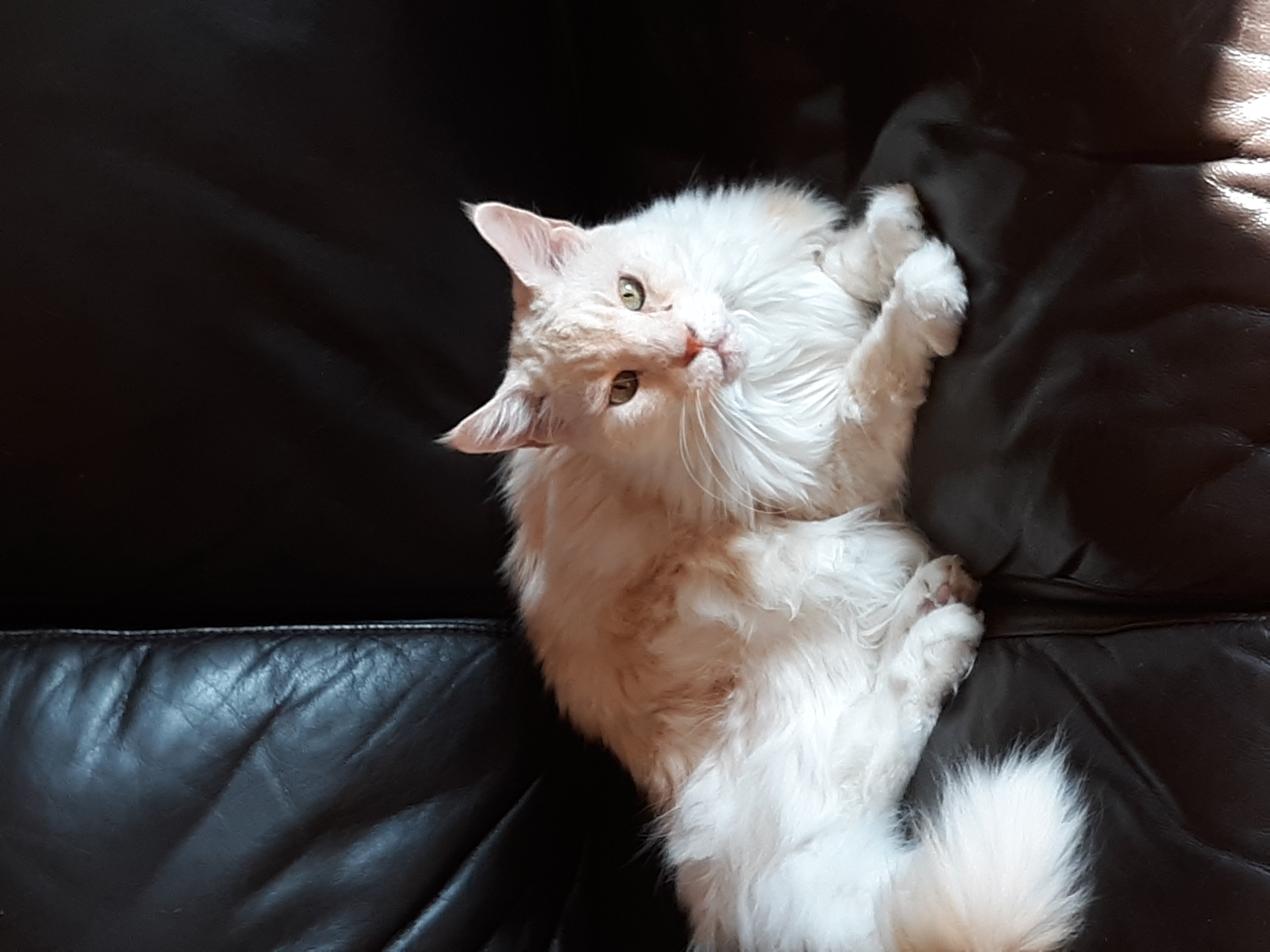 Wee Care Pet Sitting's Photo