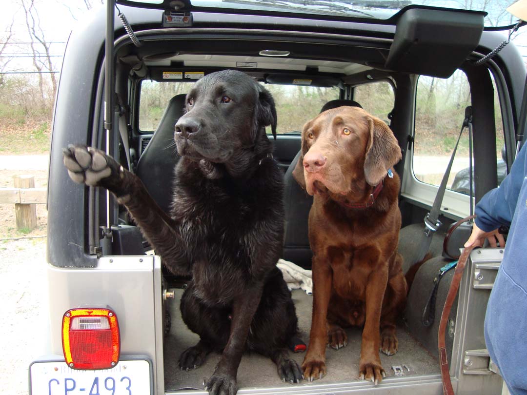 4 On The Floor Pet Service's Photo