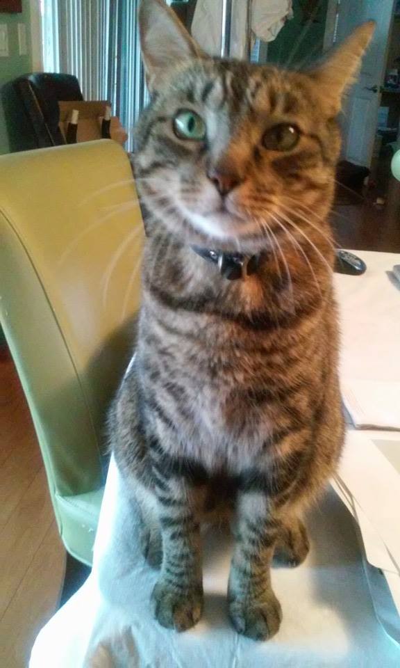 Best Pals 4 Life's Photo