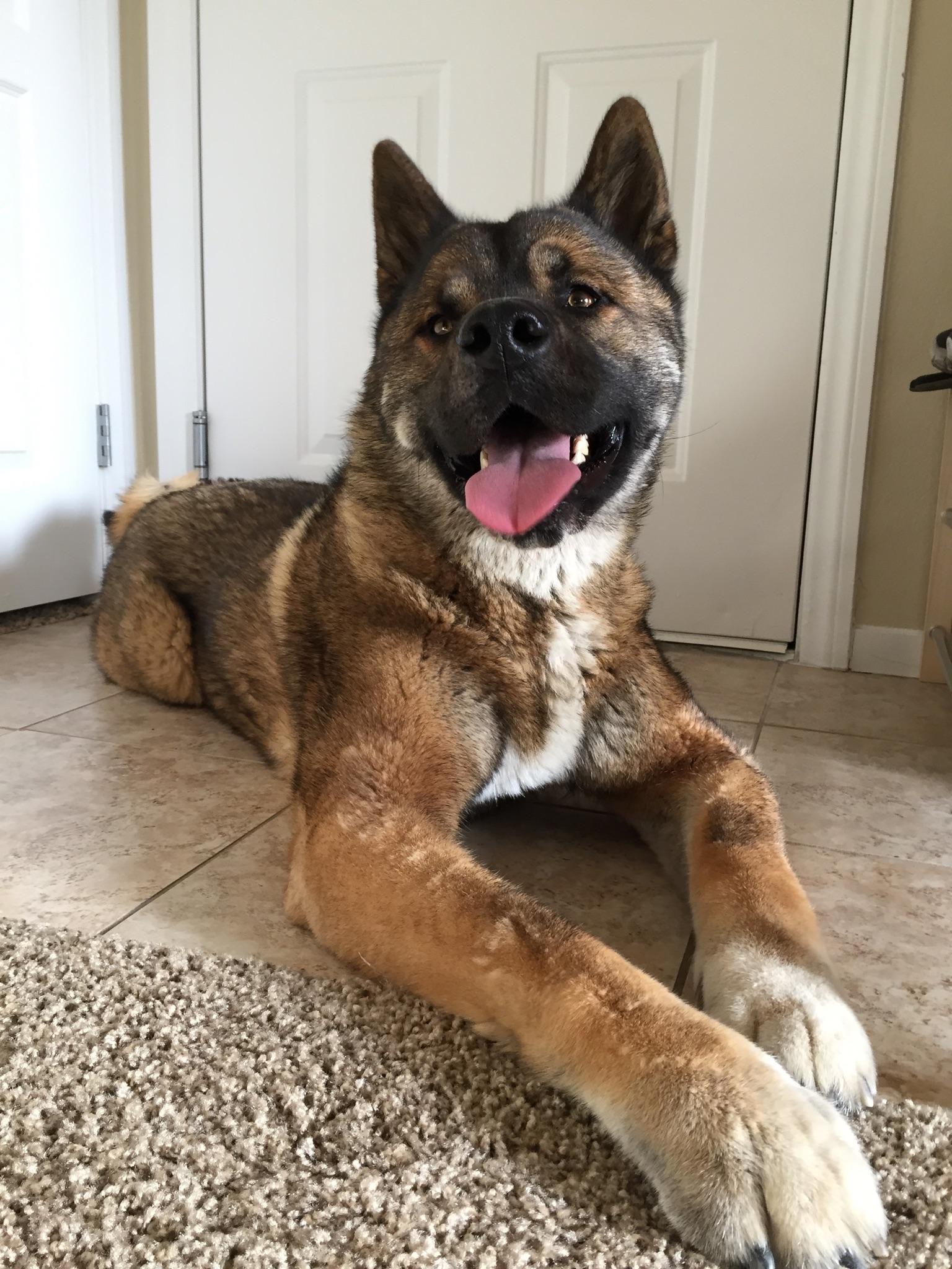 Forever PawPals Pet Sitting's Photo
