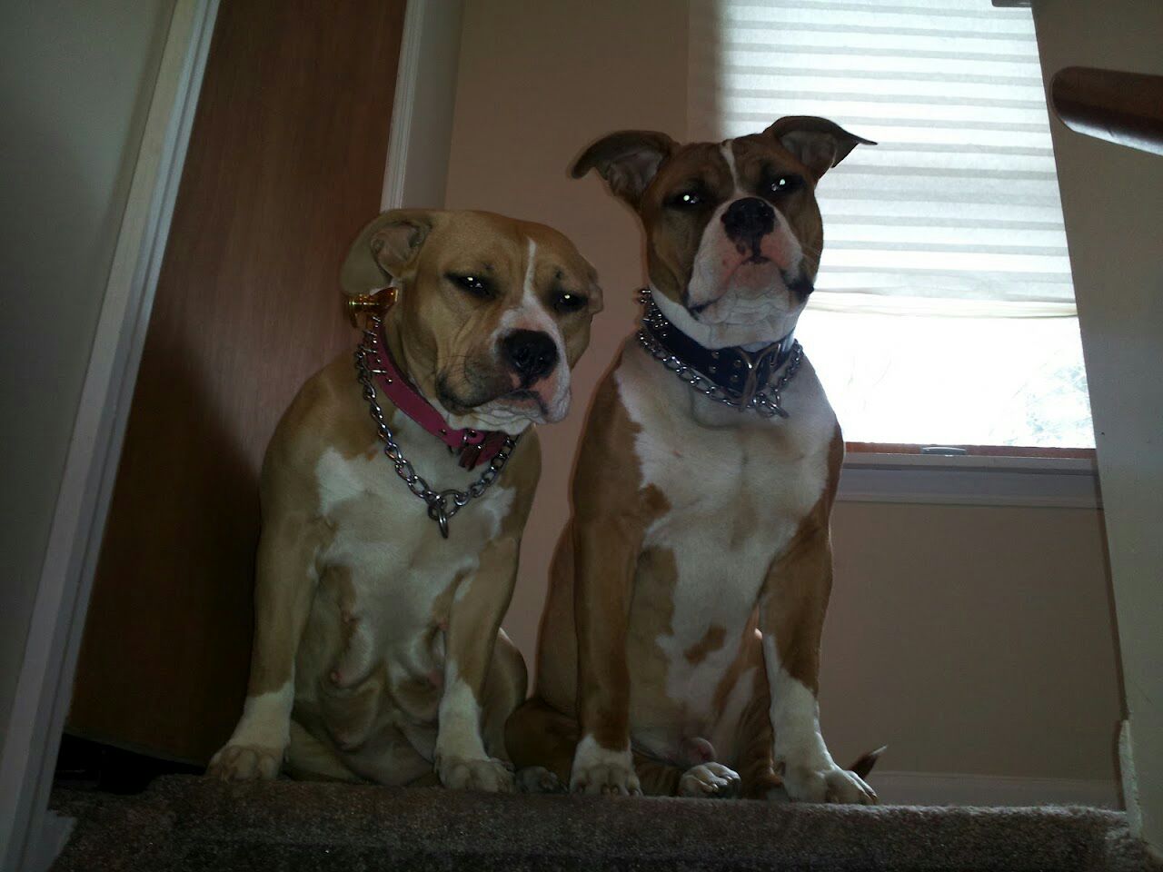 The Walking Dog's Photo