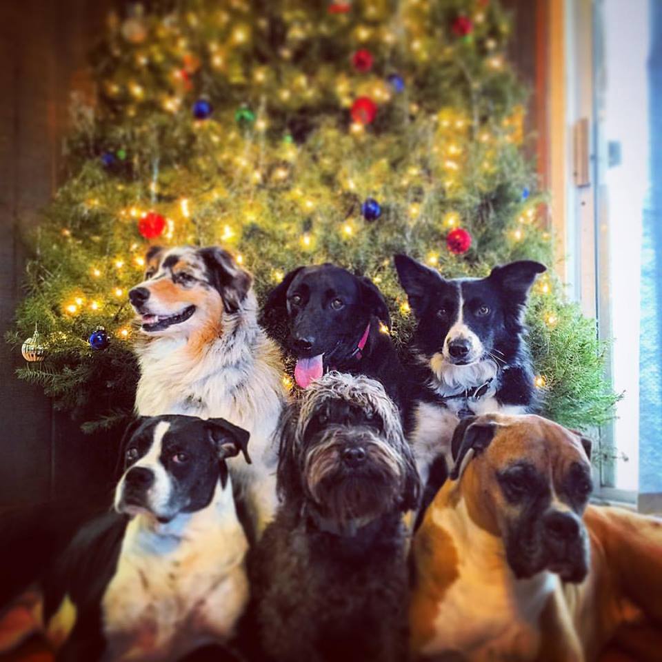 Training With Treats's Photo