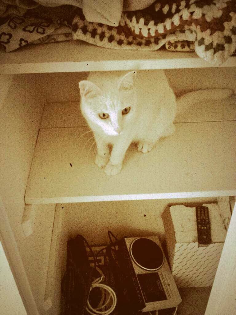 A Staycation Pet Care's Photo