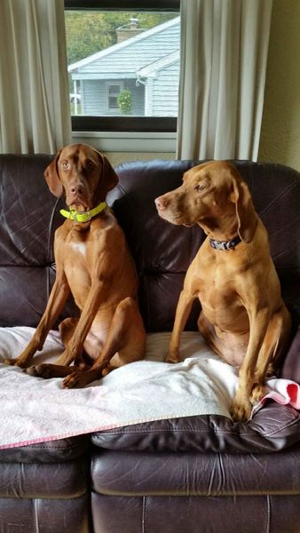 A & J Pet Care's Photo