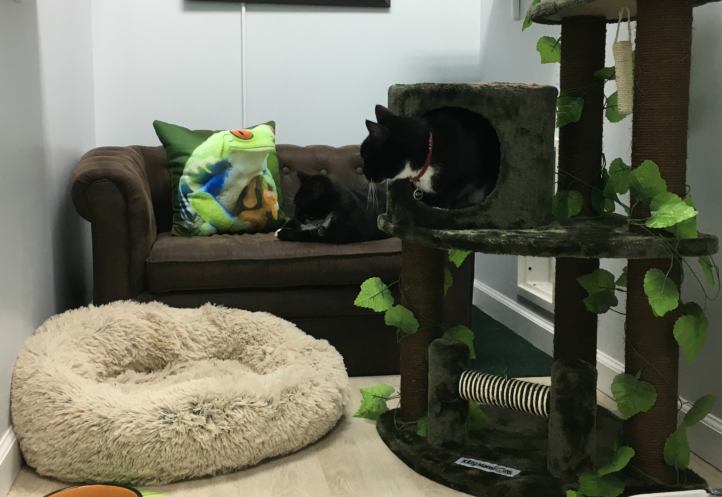 MeowLux Cat Hotel's Photo