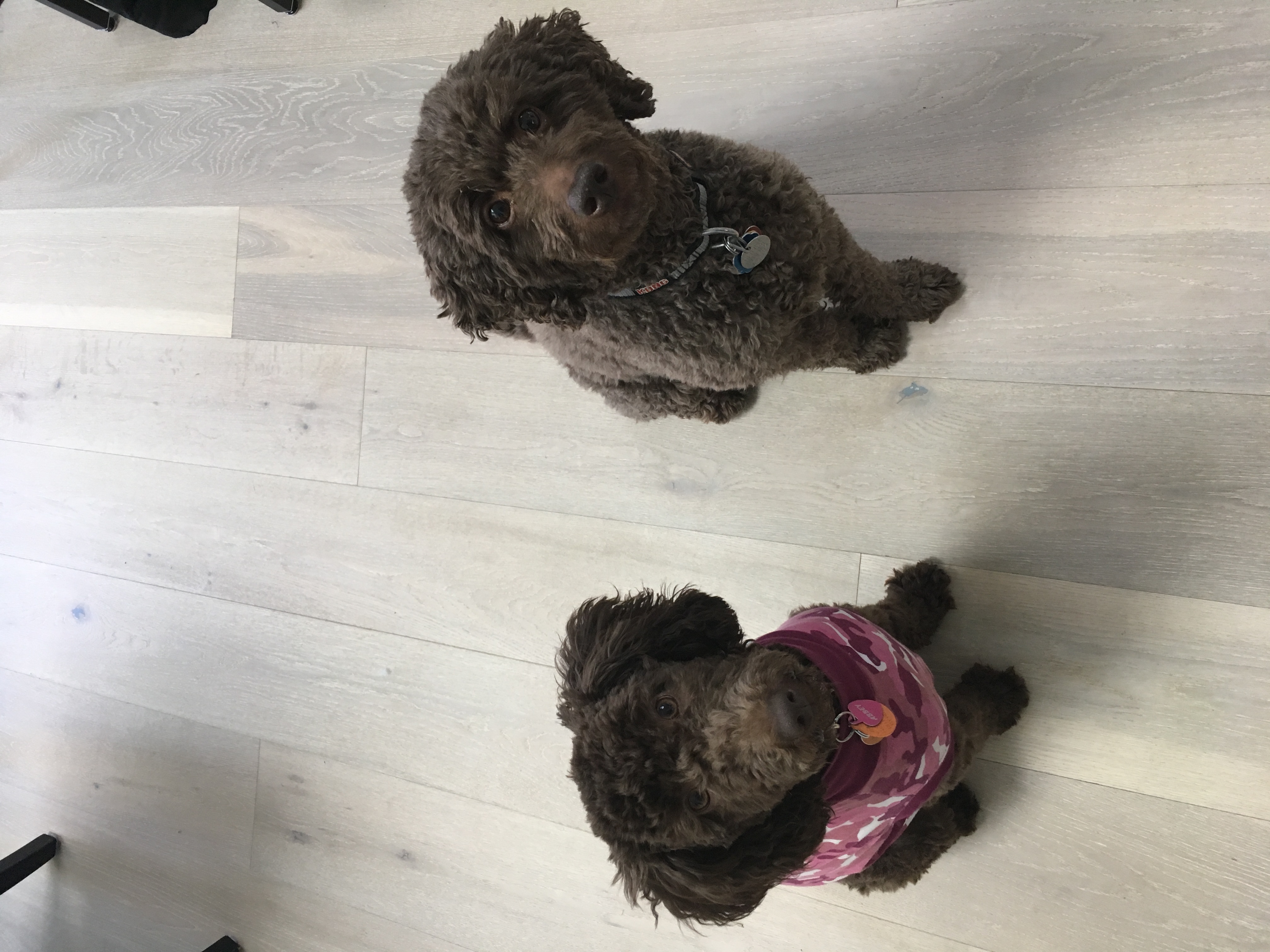 Hilary's Tailblazers's Photo