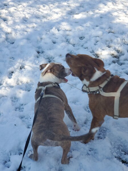 Woofy Dog Walking LLC's Photo
