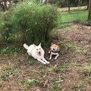 Sugar Maple Farm K9 Boarding and Day Care