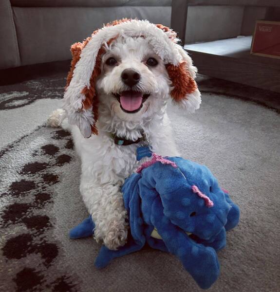 Pooch's Best Friend Logo