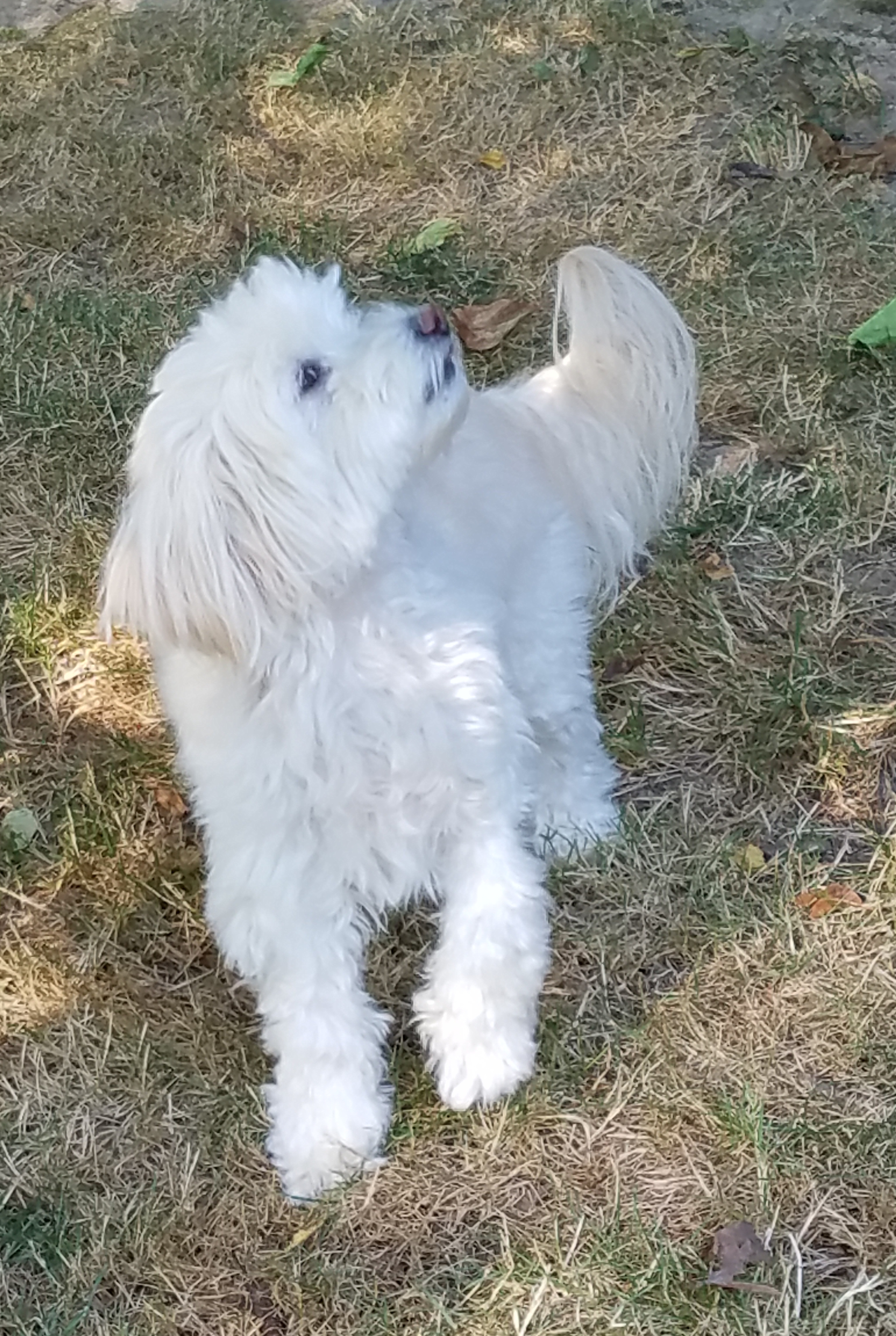 Holidays Dog Boarding LLC's Photo