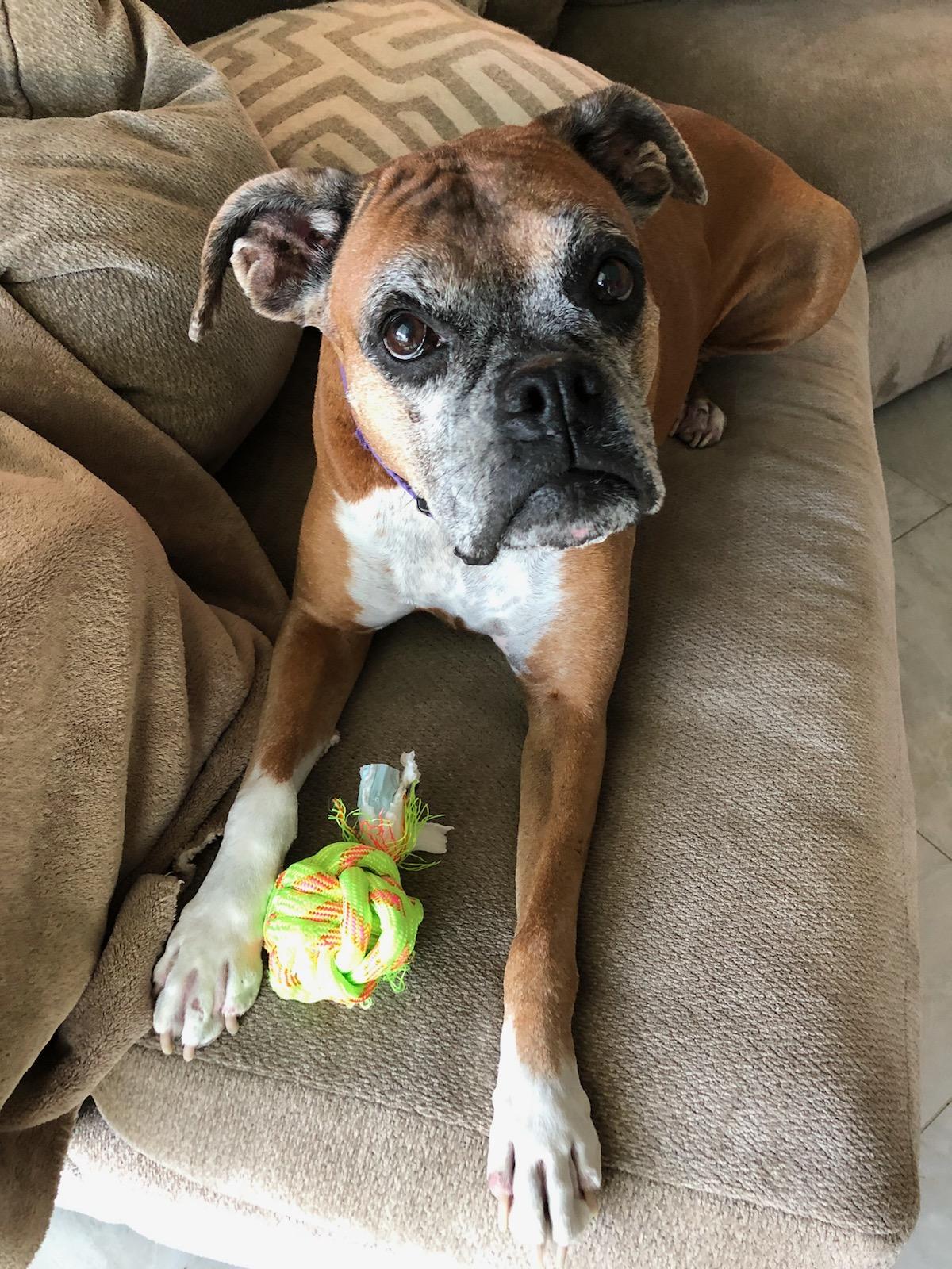 Wishbone Pet Services's Photo