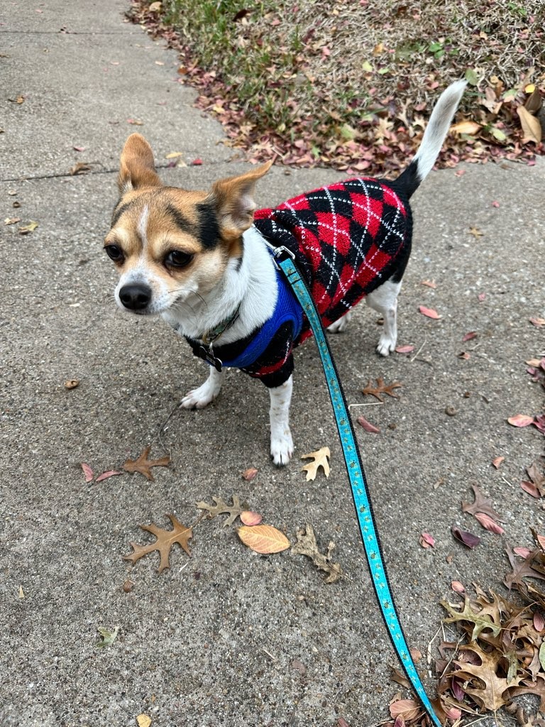 North Dallas Pet Care's Photo