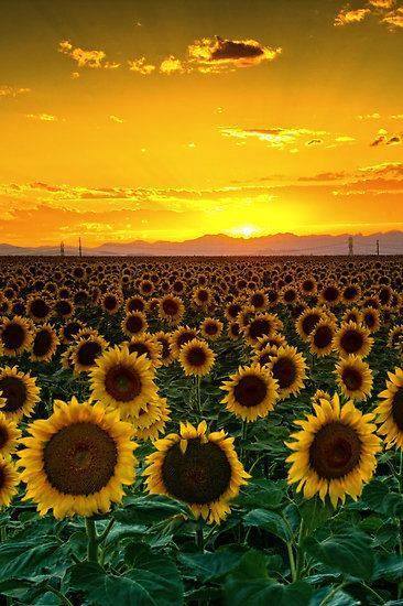 Sweet Southern Clean Co.'s Photo