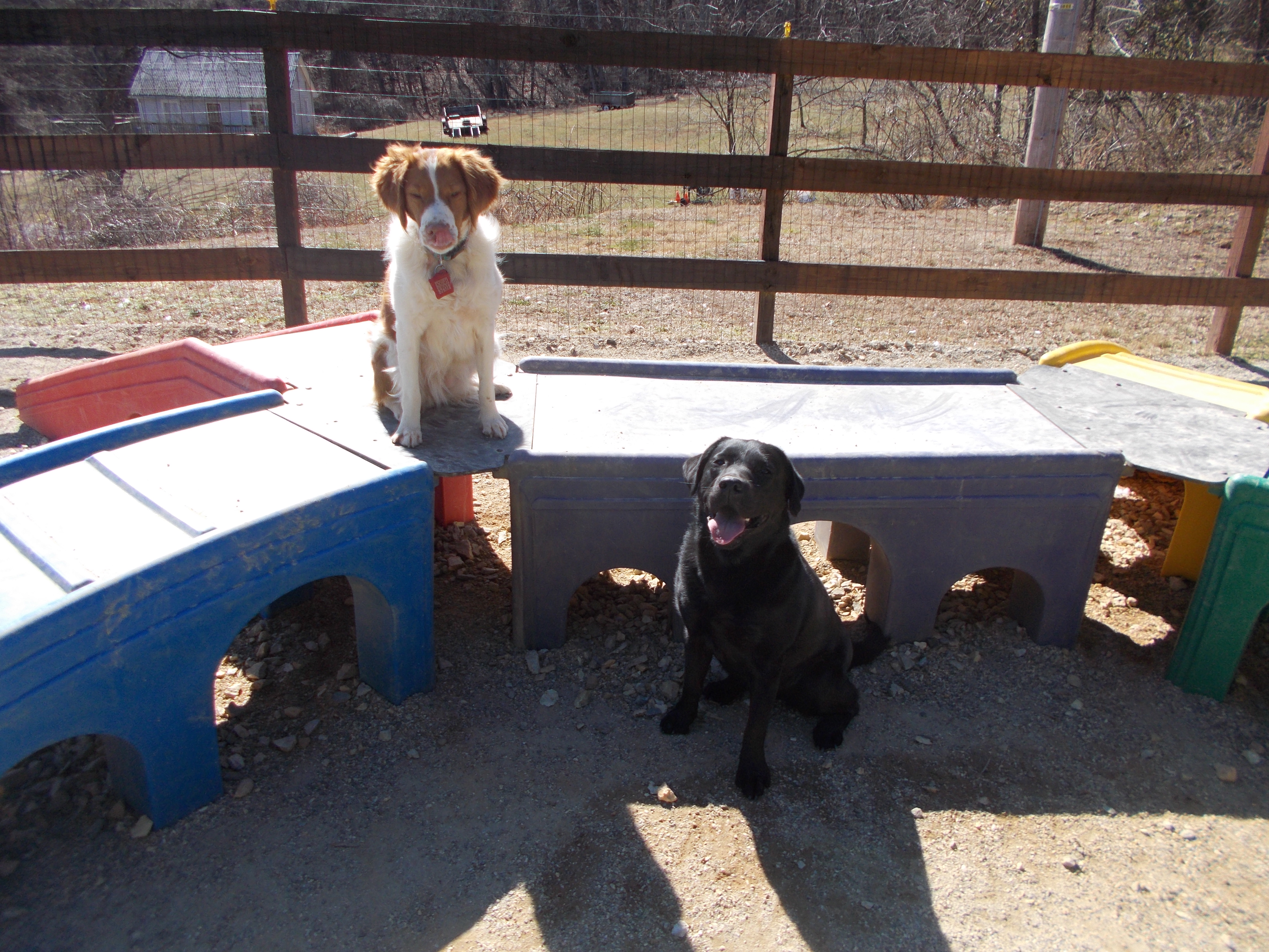 Shady Mountain Pet Retreat's Photo