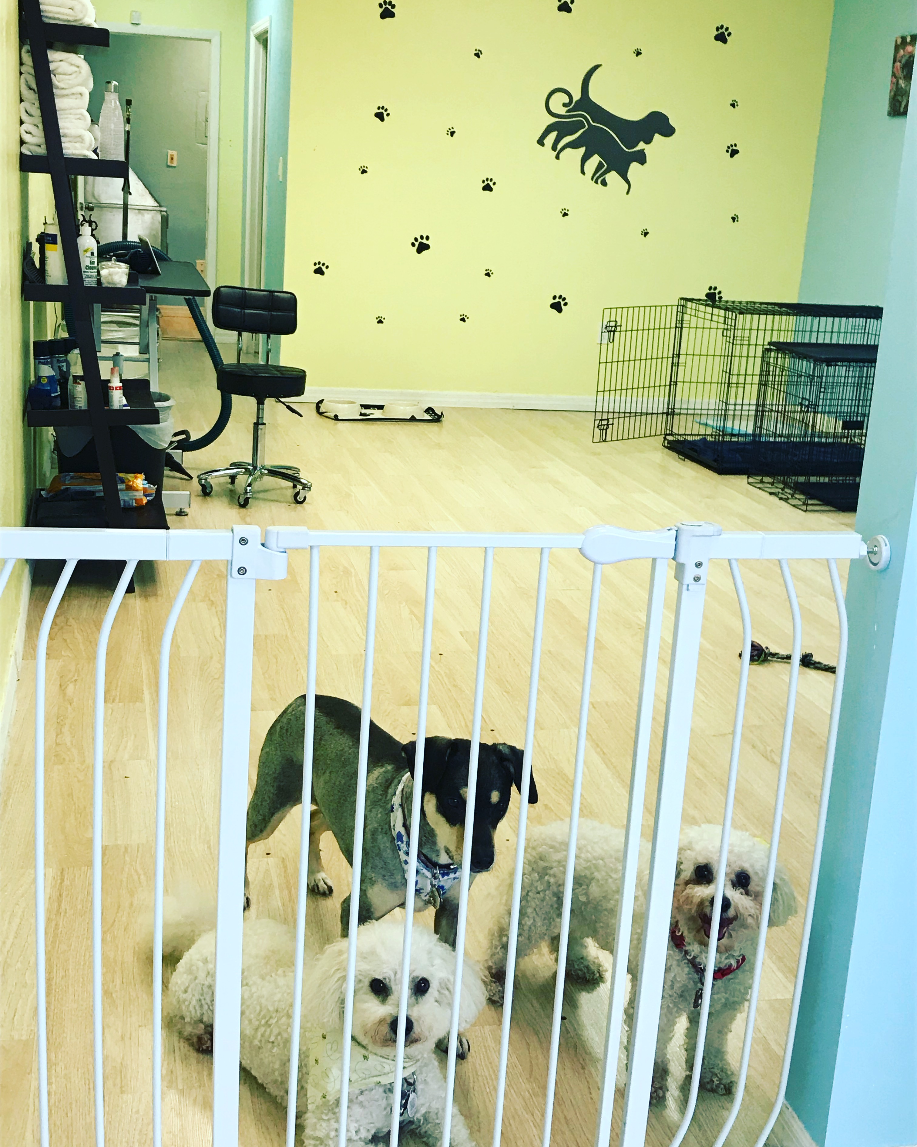 Pet Splash Salon's Photo