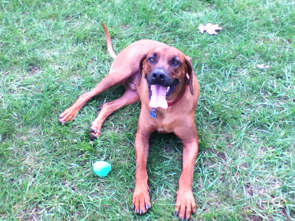 Heart to Heart Pet Care's Photo