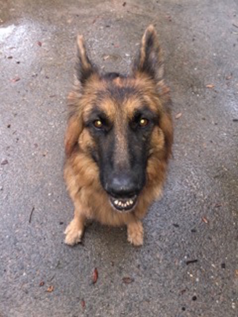 Frieda's Pet Sitting & Boarding's Photo