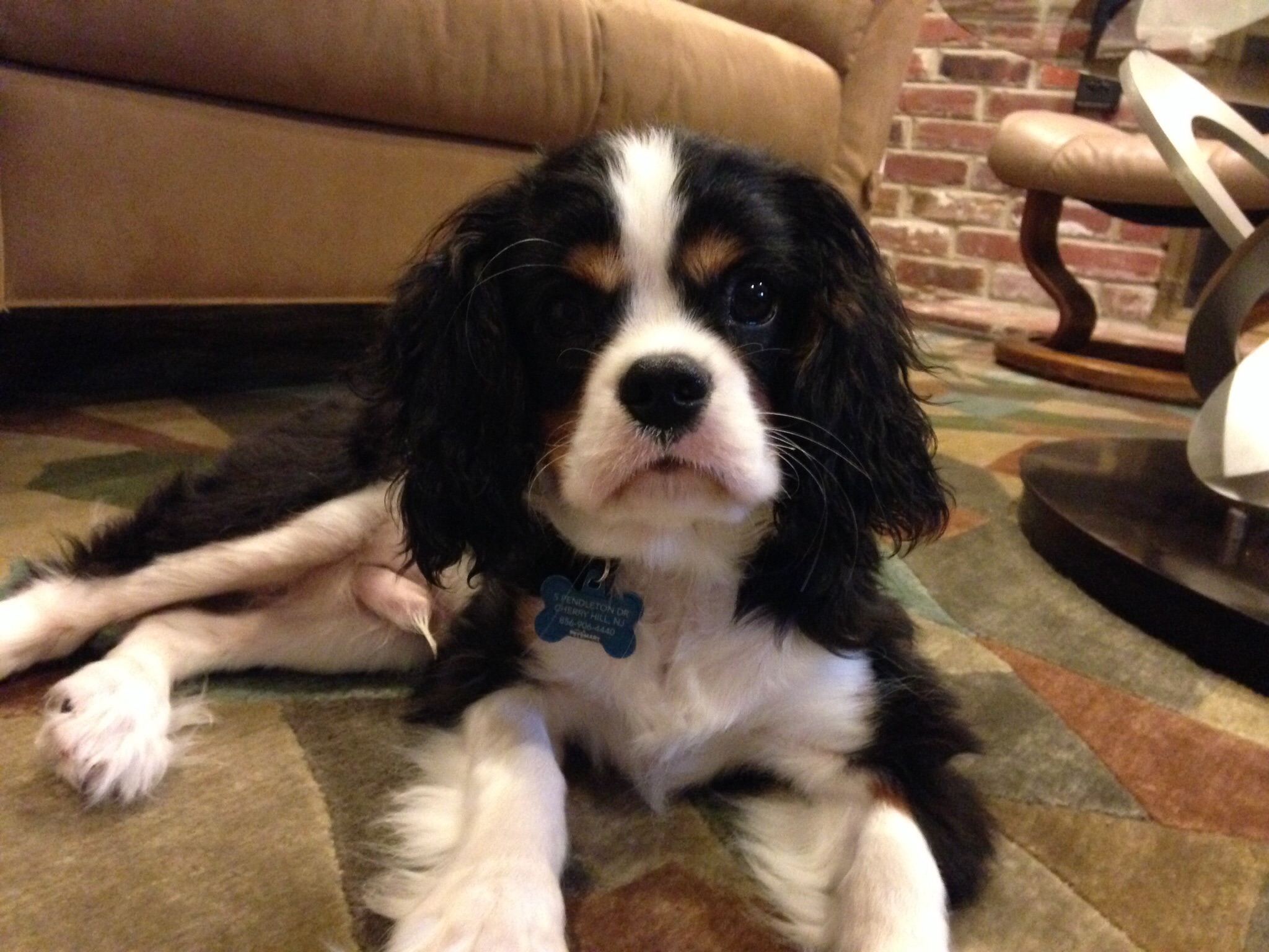 Little Paws Pet Sitting's Photo