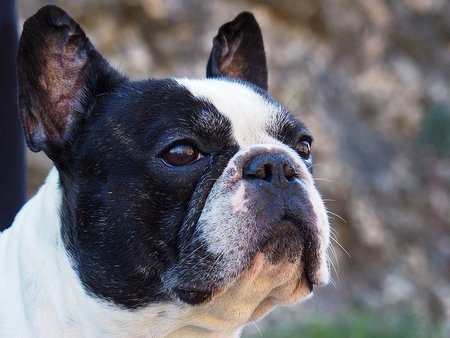 French Bulldog Pet Services's Photo