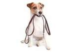 Paws Pet Sitters LLC's Photo