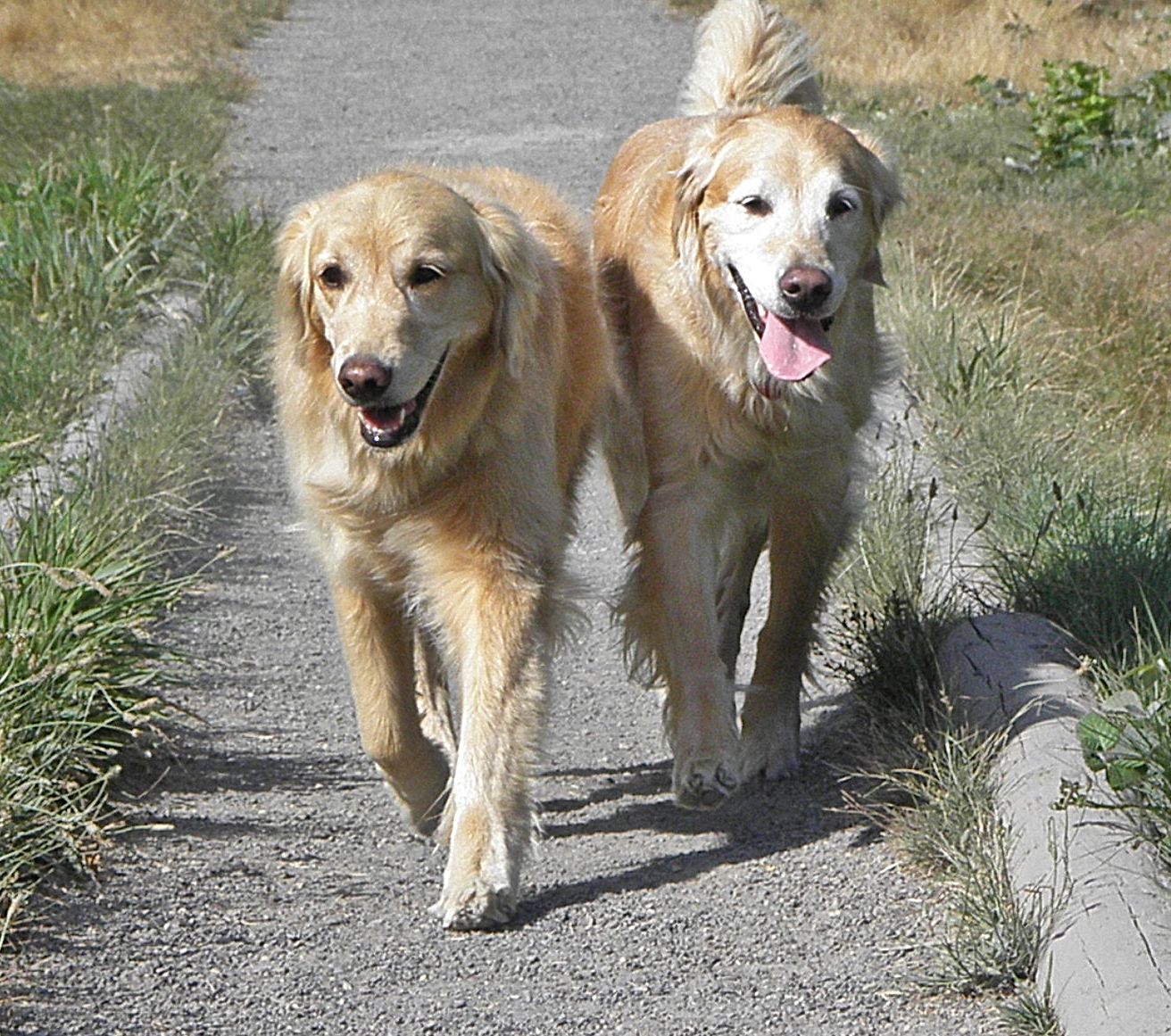 Dog Tired Adventures's Photo