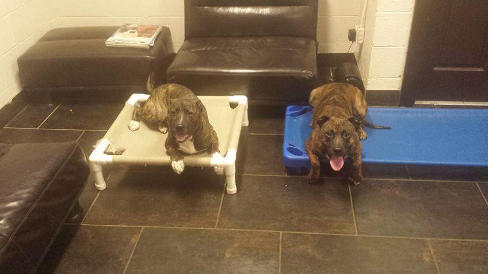 Brier Creek Pet Hotel's Photo