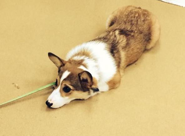 Bark to Basics's Photo